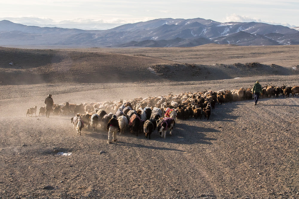 土地から編み針まで~ 毛糸の源流をたどる<br>Nomadnoos