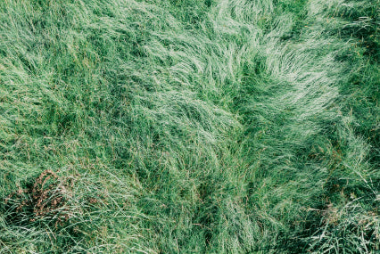 Through the Lens - 33