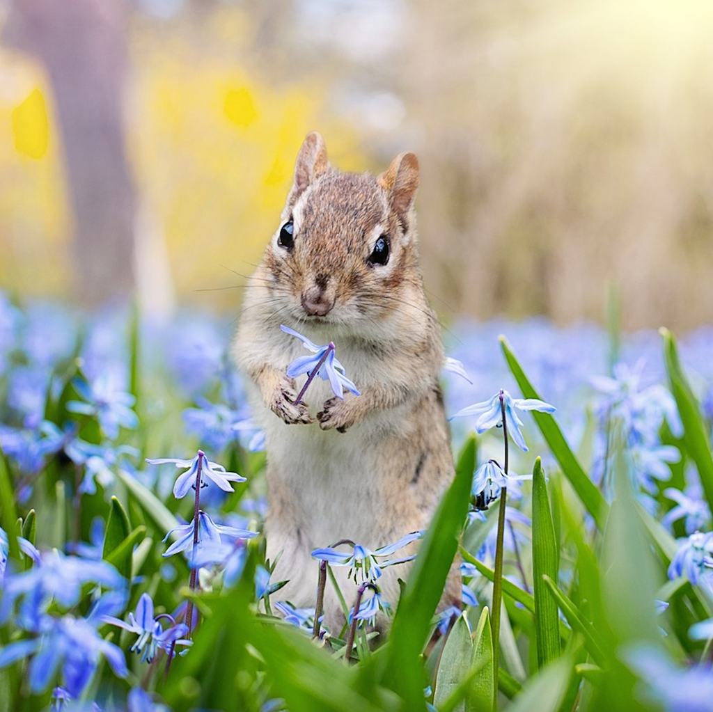 パターンPDF化：印刷パターンのご注文方法につきまして