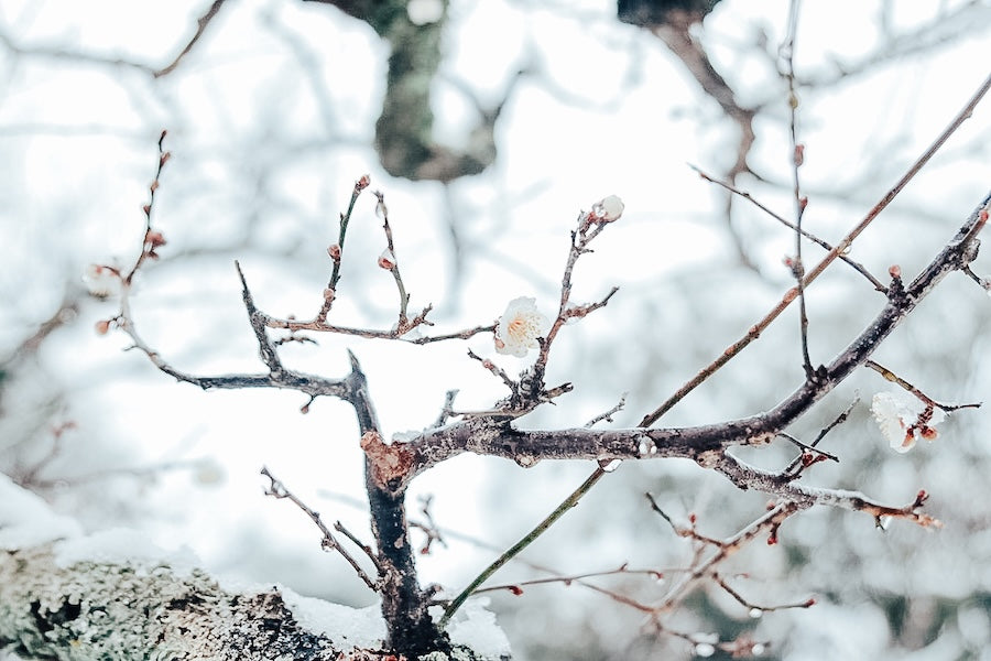 寄付実施のご報告 - あしなが育英会 -