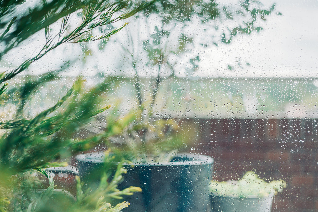 Through the lens for amirisu by Masako Nakagawa