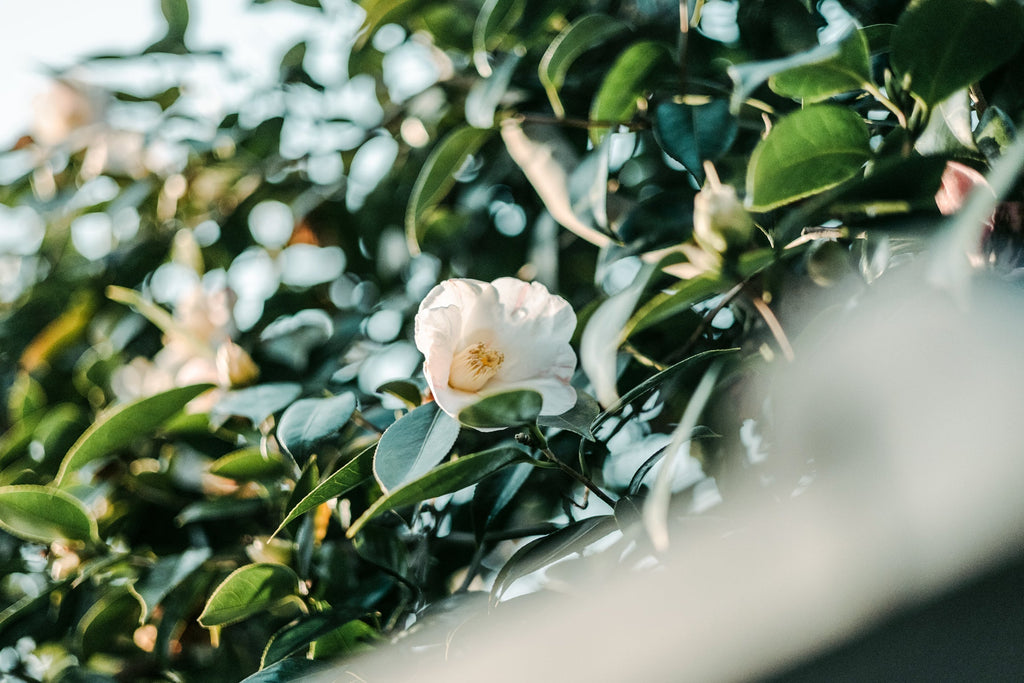 Through the Lens - 31