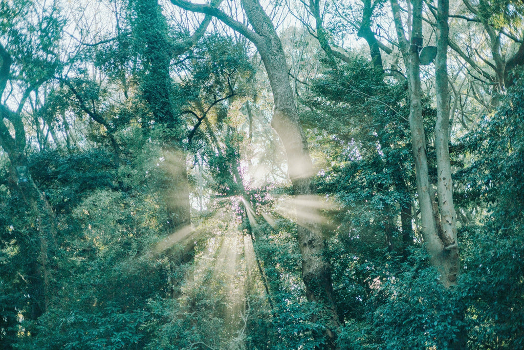 Through the Lens - 30