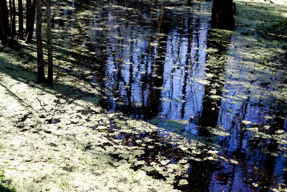 Through the lens for amirisu by Shari Altman