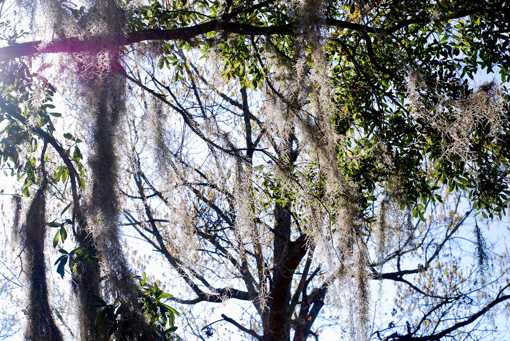 Through the lens for amirisu by Shari Altman