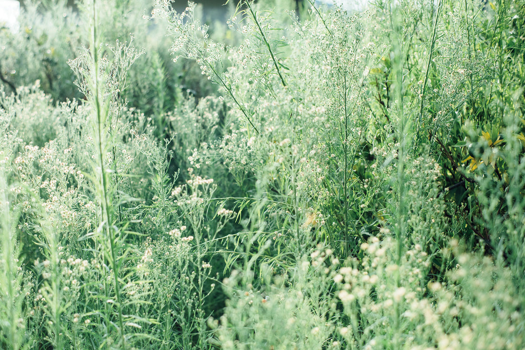 Through the lens for amirisu by Masako Nakagawa