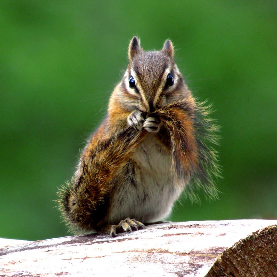 お知らせ：キットのパターンがPDFパターンになります ２