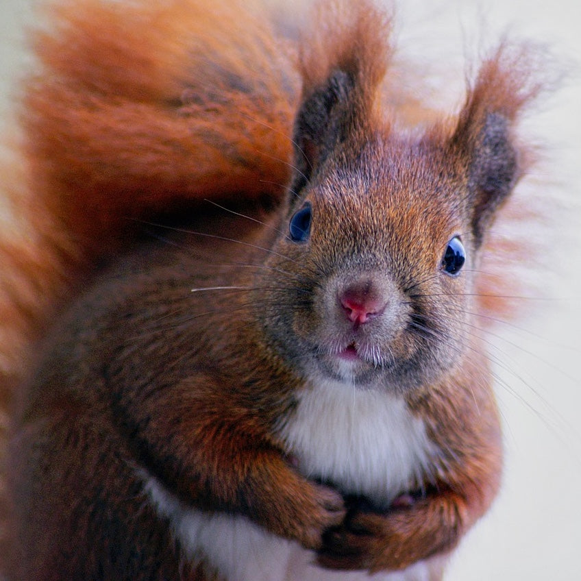 WALNUT Tokyo：営業時間変更のご案内