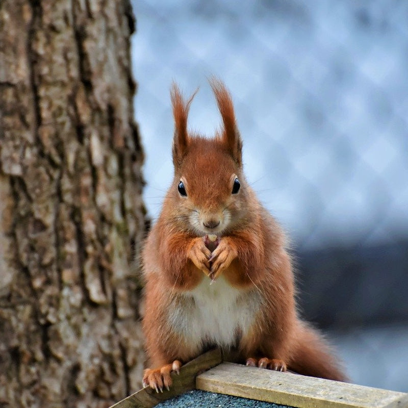 WALNUT Kyoto：営業時間変更のご案内