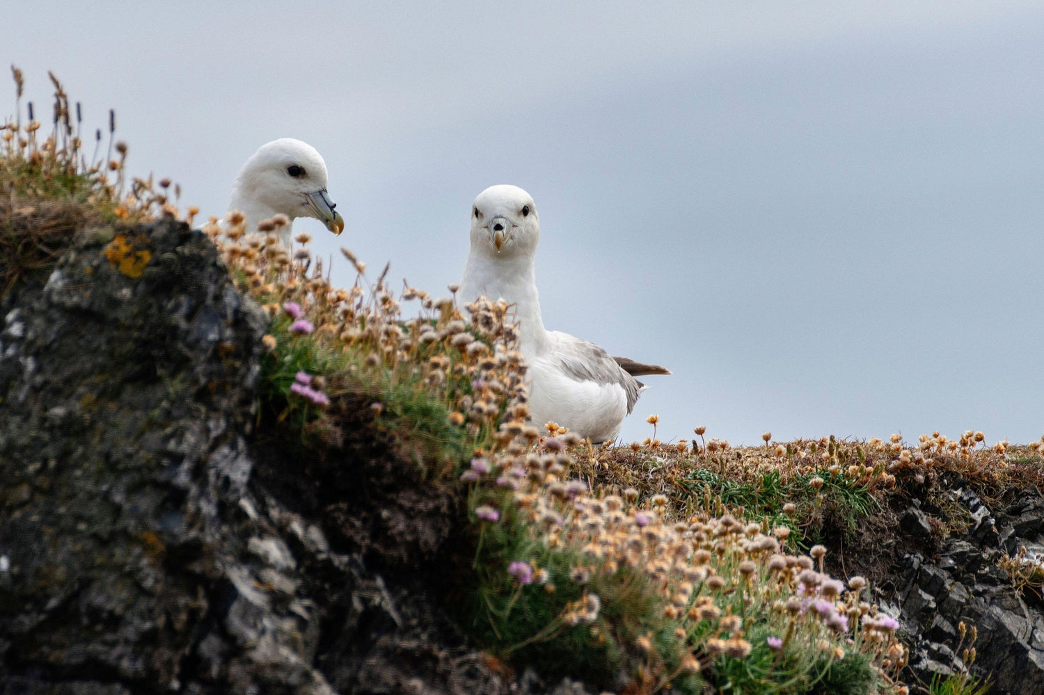 Fair Isle Weekend