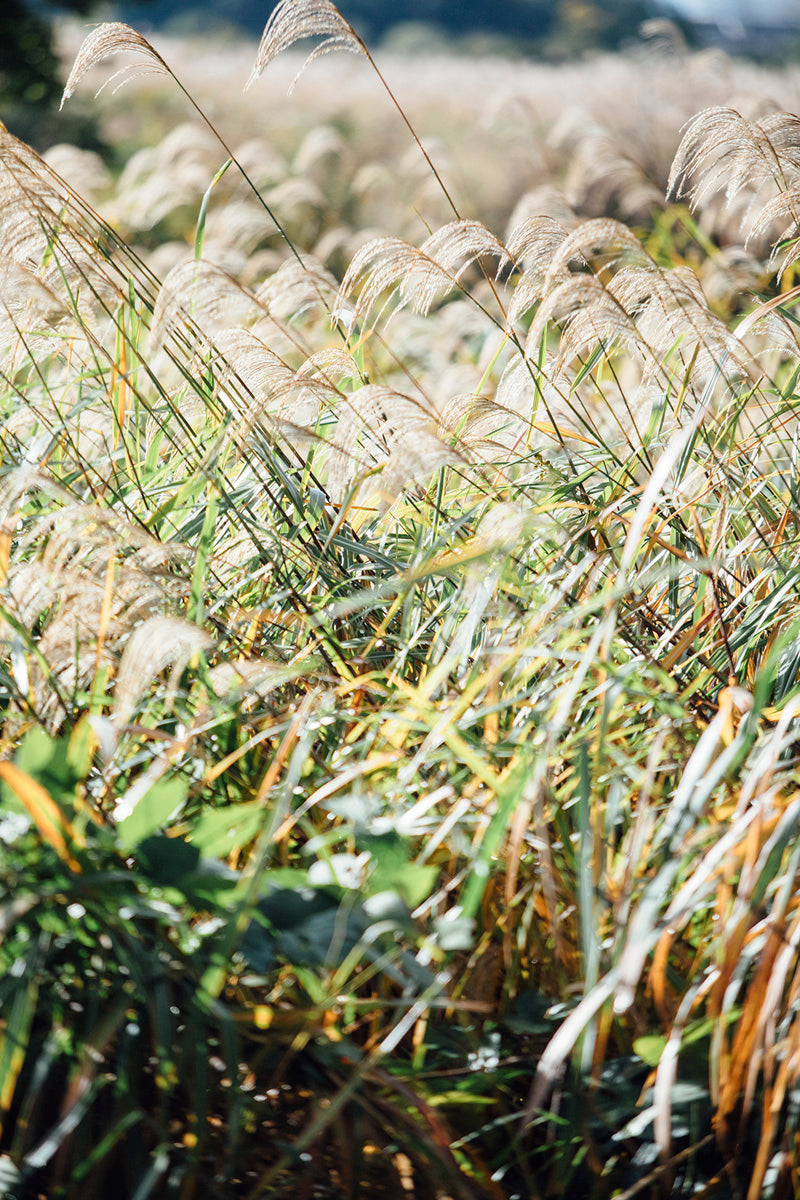 Travel vol.1 A Day in Nara