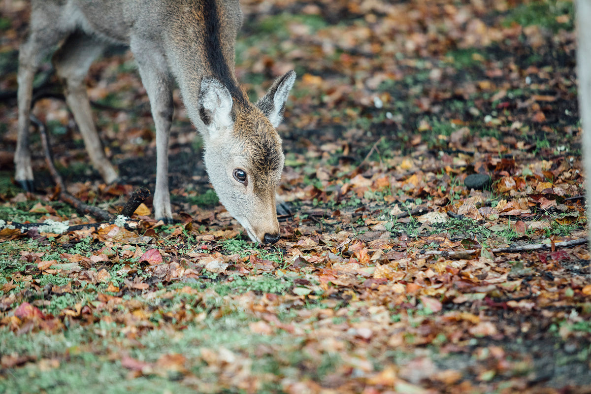 Travel vol.1 A Day in Nara